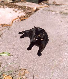 Same picture of the cat but smaller