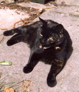 Nice picture of cat on the path